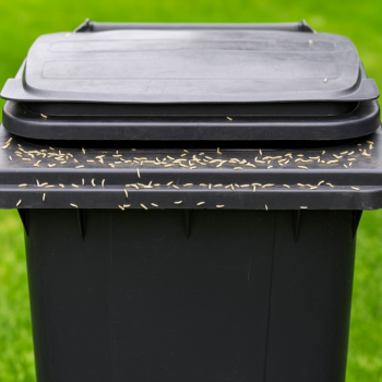 Maden in der Mülltonne loswerden: Geniale Tricks für einen madenfreien Haushalt! 🗑️🚫