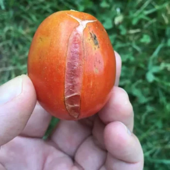 Schluss mit geplatzten Tomaten! 🍅 6 unschlagbare Strategien gegen Risse – So bleibt deine Ernte saftig & perfekt! 🌿✨