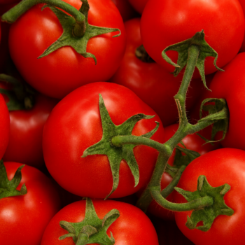 🍅🌱 Die besten natürlichen Dünger für deine Tomatenpflanzen – endlich große Ernte!