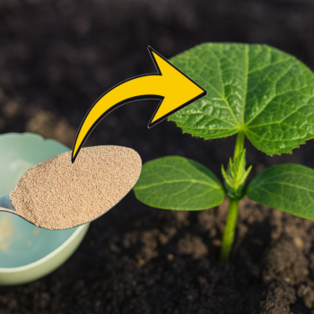 🌱🥒 Der Geheimtipp für eine Rekord-Ernte: Gurken natürlich düngen mit Hefe – so klappt’s wirklich!