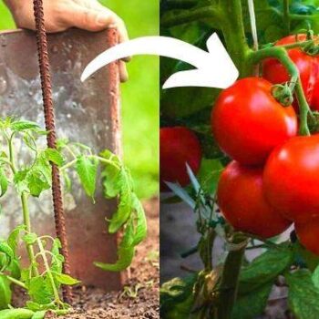 Warum Sie eine Dachziegel neben Ihre Tomatenpflanzen legen sollten? 🍅☀️