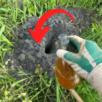 🌿🐾 Maulwürfe im Garten loswerden – natürliche Methoden, die wirklich helfen 🕳️✨