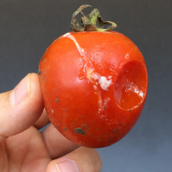 Faule Tomaten nicht wegwerfen: 8 geniale natürliche Anwendungen für Garten, Haushalt & Kompost 🍅🌱