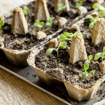 Kräuter in Eierkartons vorziehen – einfache, nachhaltige Methode für Zuhause
