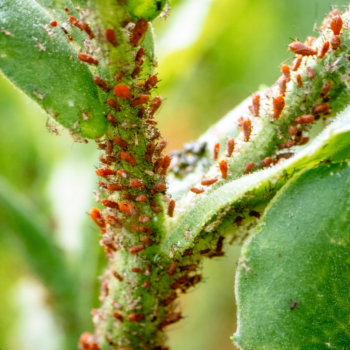🐞 Blattläuse an Pflanzen loswerden – Omas natürliche Tricks 🌿