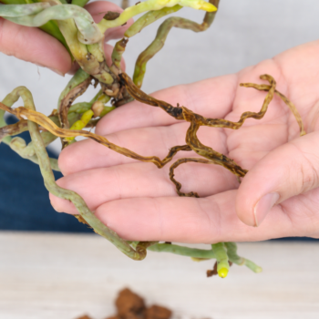 Orchidee retten statt wegwerfen: So gehen Sie richtig vor