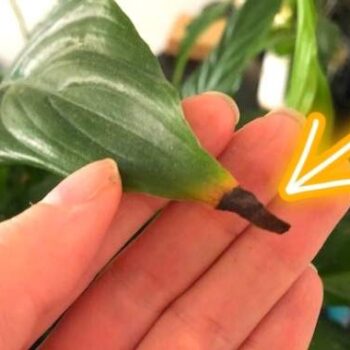 🌿 Braune Blattspitzen bei Zimmerpflanzen: Ursachen verstehen & natürlich beheben