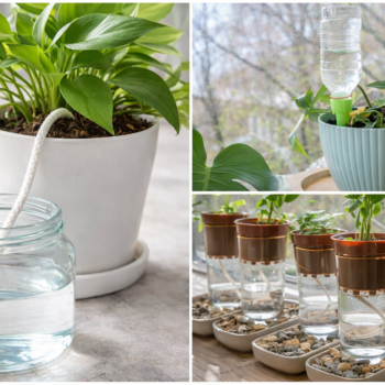 DIY Selbstbewässerung für Pflanzen im Urlaub: 5 einfache Tricks, damit Zimmerpflanzen ohne Gießen gesund bleiben