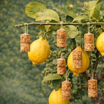 Korken am Zitronenbaum: Wozu dienen sie wirklich? Die überraschende Wahrheit + natürliche Alternativen 🍋🌿