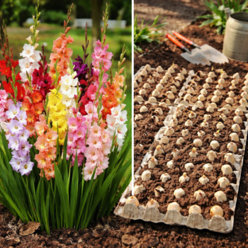 🌸 Diese einfache Methode lässt deine Gladiolen spektakulär blühen – und vermeidet typische Fehler