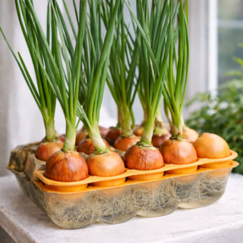 🌱 Der Eierkarton-Trick für frischen Schnittlauch das ganze Jahr