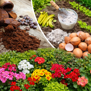 Natürliche Dünger für Pflanzen: 6 einfache Tricks für schnelleres Wachstum 🌱