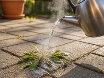Kochendes Wasser zur natürlichen Entfernung von Unkraut zwischen Pflastersteinen auf einer Terrasse.