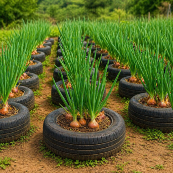 ♻️ Alte Reifen? Nicht wegwerfen! So kannst du darin Frühlingszwiebeln anbauen 🌱