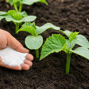 🌿 Der ultimative Bio-Dünger für Gurken: So fördern Sie Wachstum und Ernte auf natürliche Weise 🥒✨