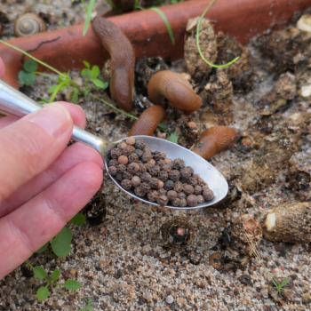 🐌 Natürlich gegen Schnecken: Diese einfache Methode schützt deinen Garten nachhaltig 🌿