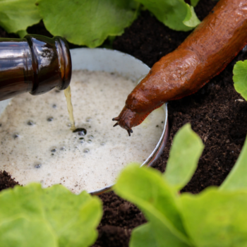 🐌 Effektive Schneckenfalle selber machen: 5 natürliche Methoden, die wirklich funktionieren 🌿
