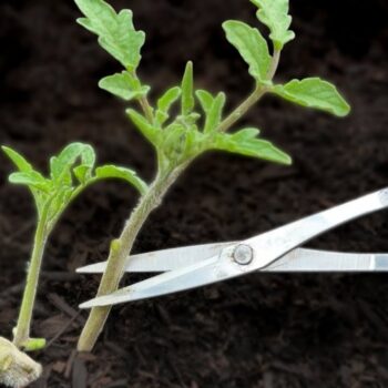 🍅 Tomaten schneller wachsen lassen: 5 natürliche Methoden für kräftige Pflanzen und eine reiche Ernte