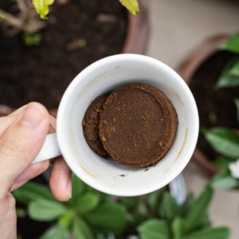 ☕ Werfen Sie Ihren Kaffeesatz nicht weg! Diese 20 Pflanzen profitieren davon 🌿