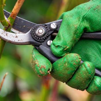 🍂 Gartenarbeit im Herbst: Diese 4 Pflanzen sollten Sie jetzt besser nicht schneiden